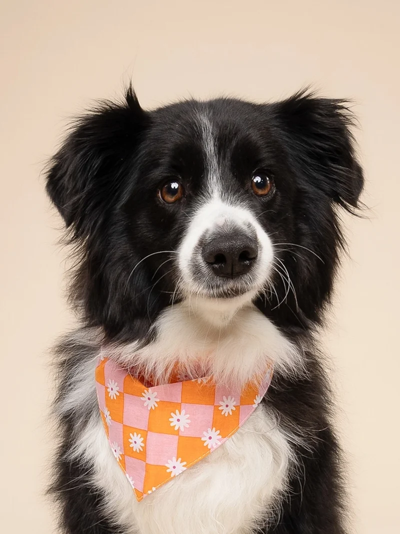 Bandana pour chien - Hula - The Paws