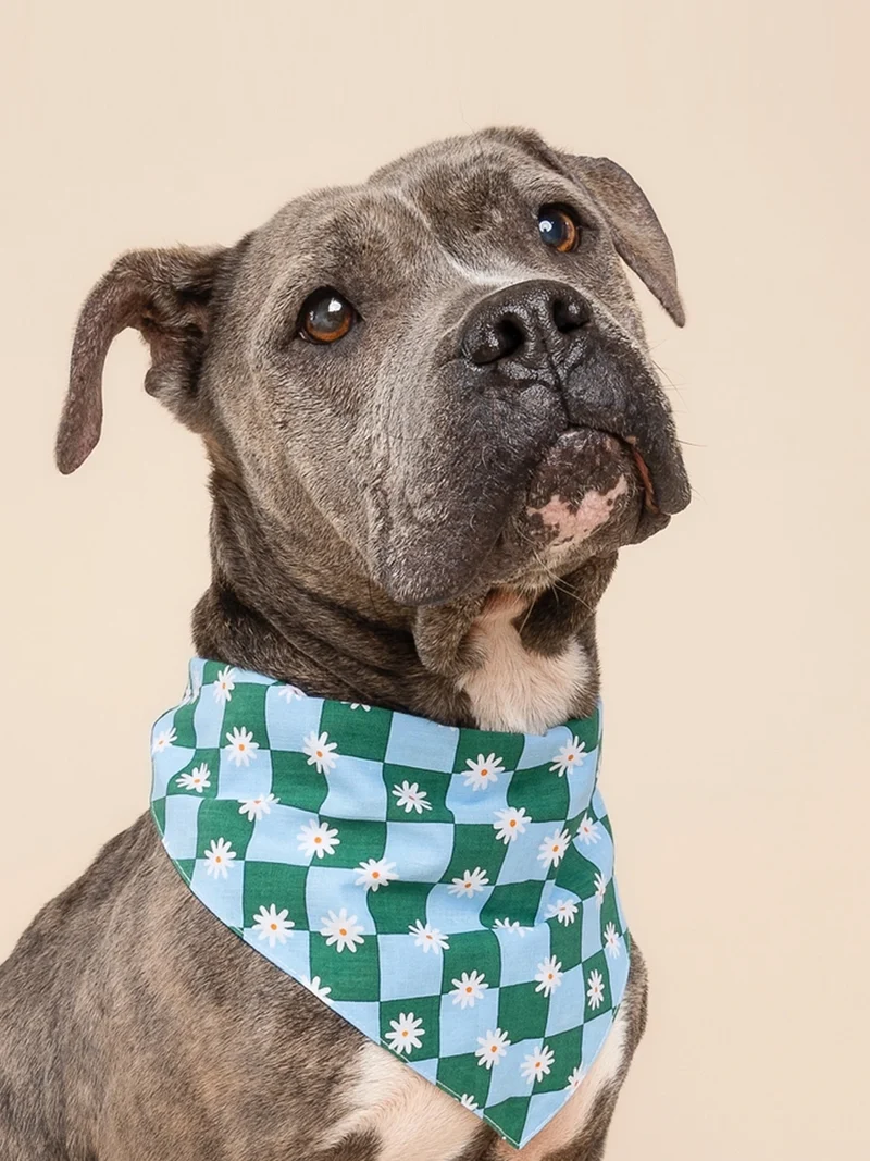 Bandana pour chien - Koa - The Paws