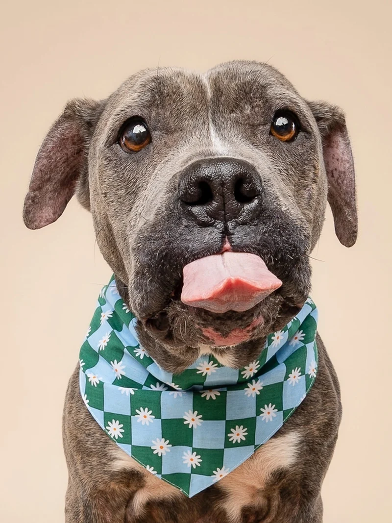 Bandana pour chien - Koa - The Paws