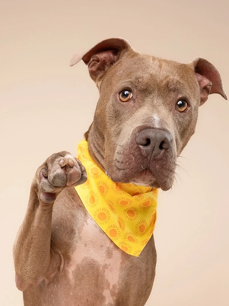 Bandana pour chien - Sol - The Paws