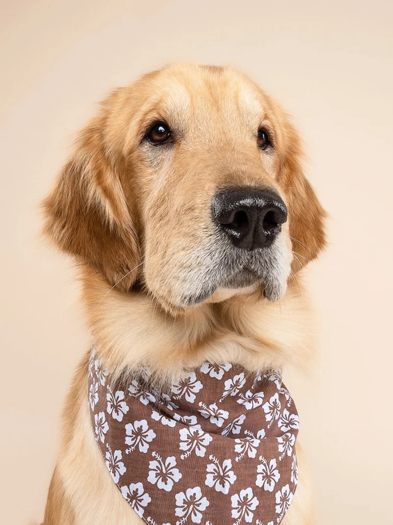 Bandana pour chien - Hibiscus - The Paws