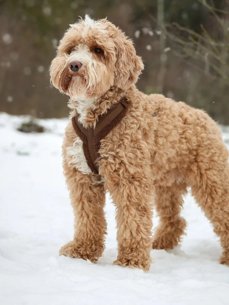 Harnais en H pour chien - Sherpa Marron - Furlou