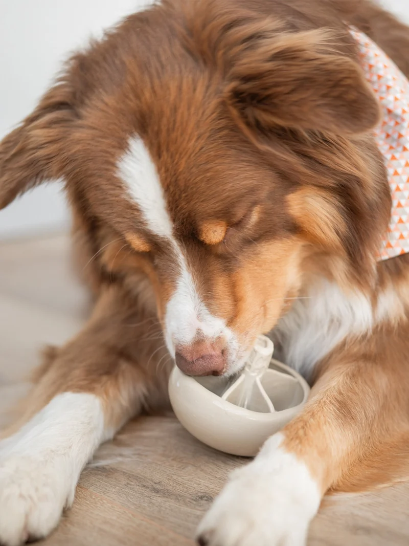 Jouet occupation pour chien - Champignon 🍄 - Loblola