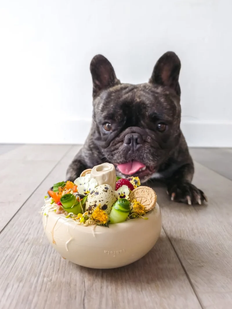 Jouet occupation pour chien - Champignon 🍄 - Loblola