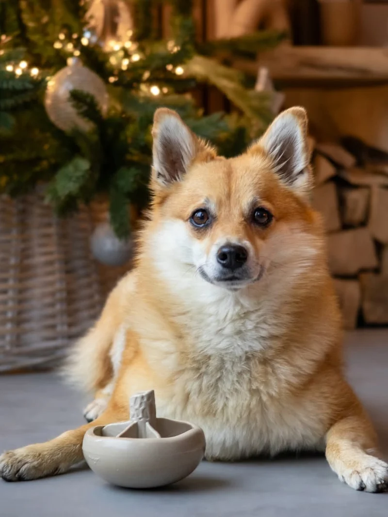 Jouet occupation pour chien - Champignon 🍄 - Loblola