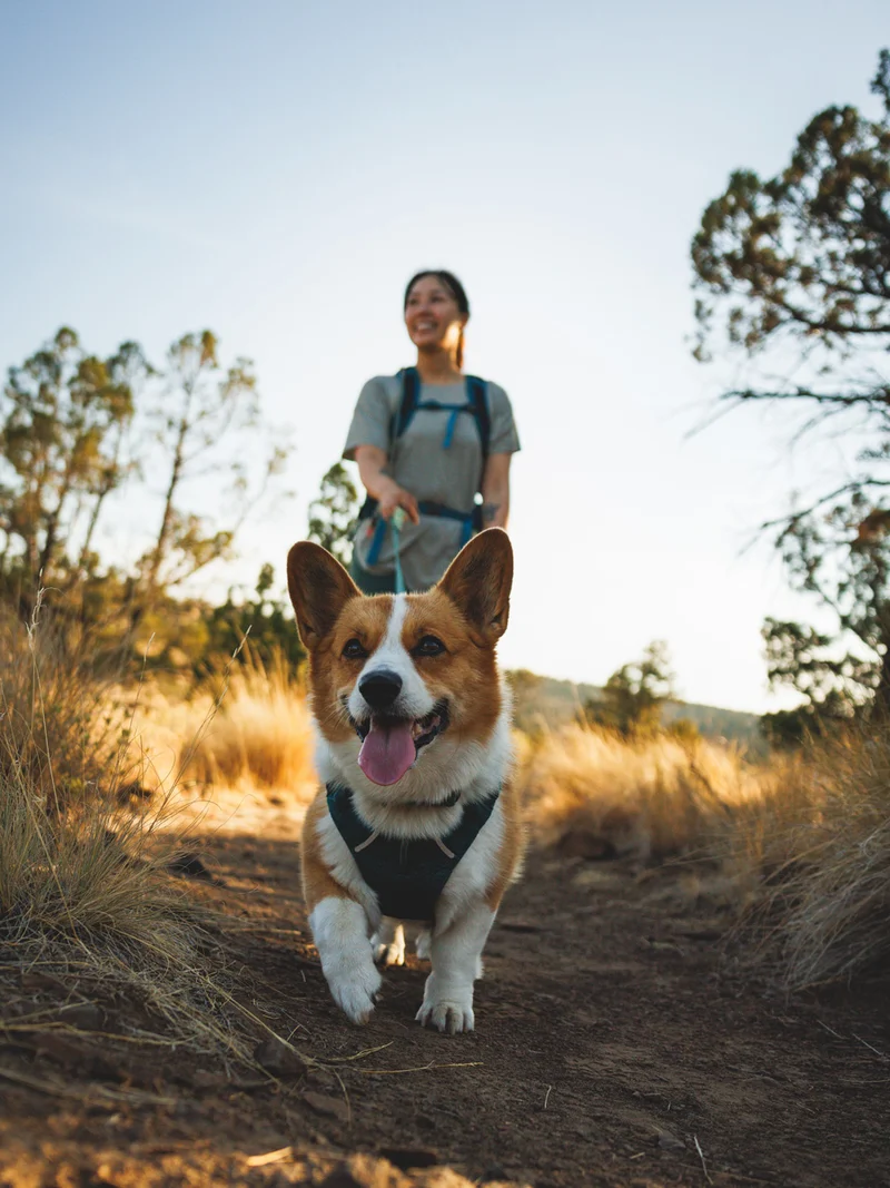 Harnais ruffwear - Front Range Flex Harness - Deep teal