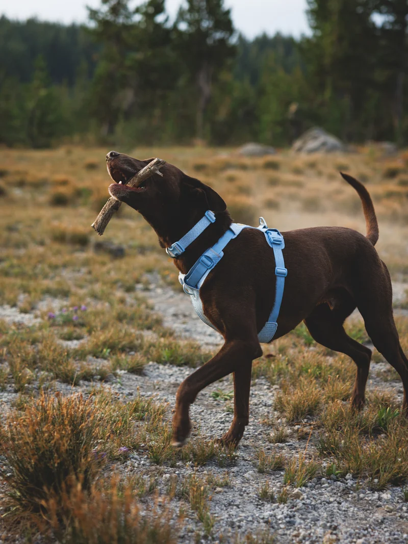 Harnais ruffwear - Front Range Flex Harness - Bleu polaire