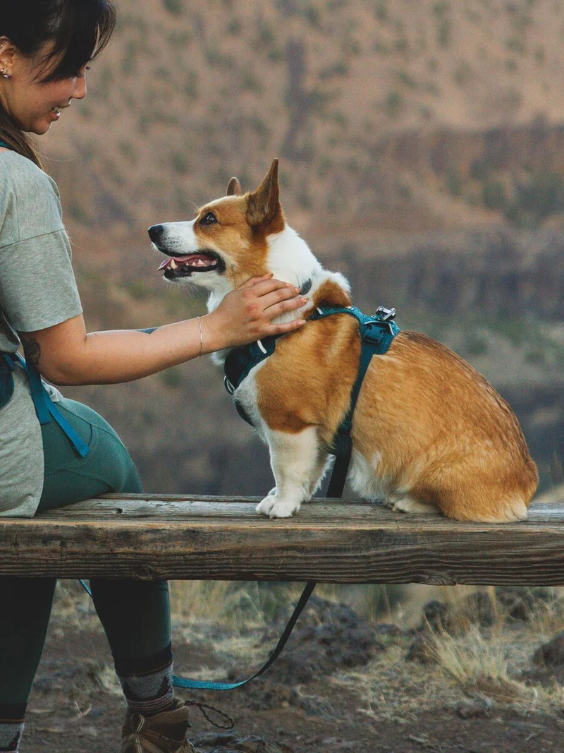 Harnais ruffwear - Front Range Flex Harness - Deep teal