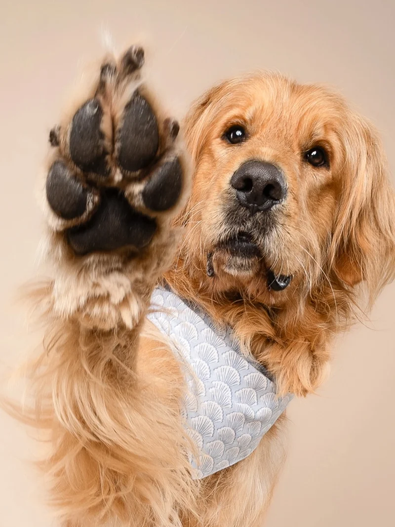Bandana pour chien - Coast Seashell - The Paws