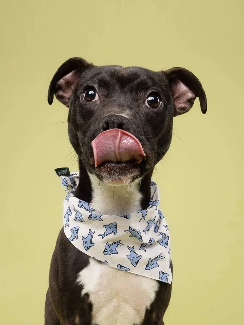 Bandana pour chien - Jawz - The Paws