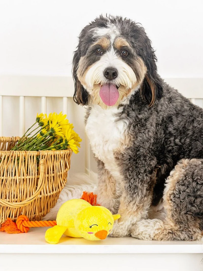 Peluche avec corde pour chien - Poussin - Fringe PetShop