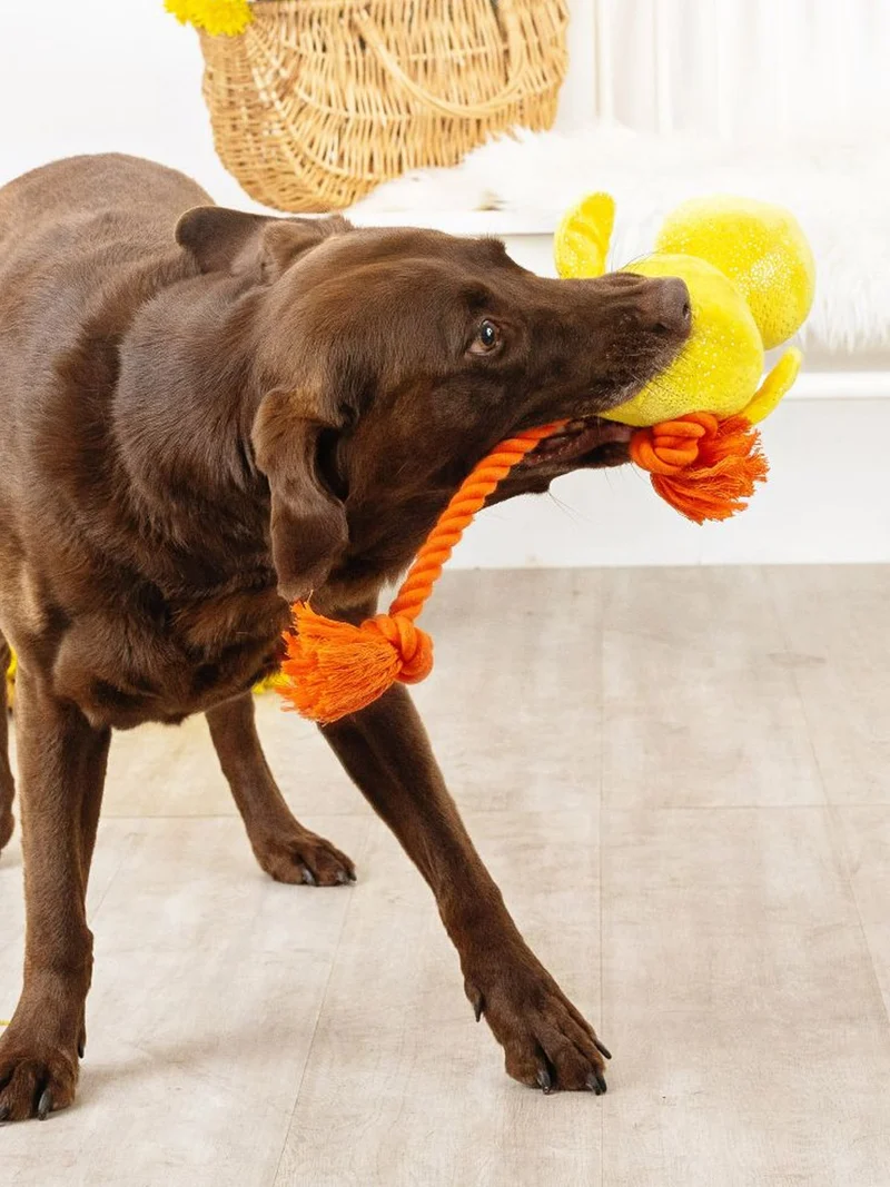 Peluche avec corde pour chien - Poussin - Fringe PetShop