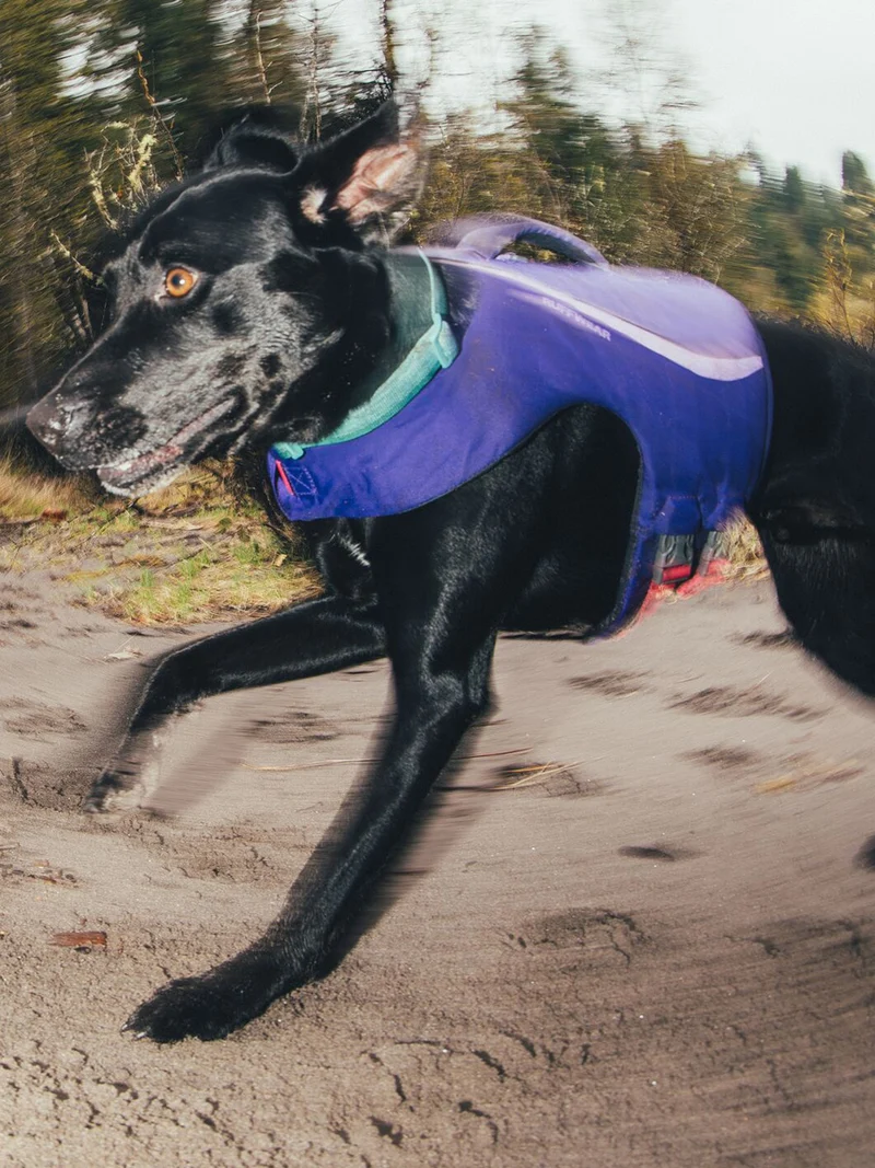 Gilet de sauvetage pour chien - Float coat Violet - Ruffwear