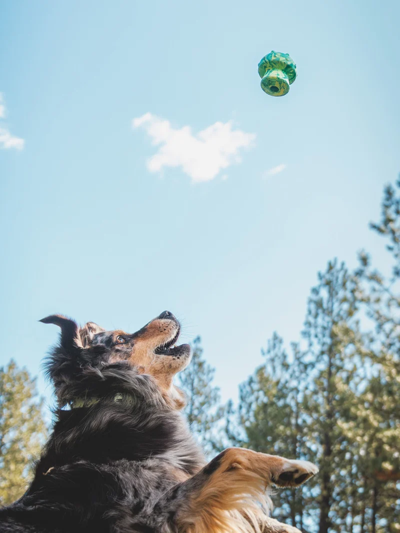 Jouet à remplir pour chien - Toadstool (2 coloris)
