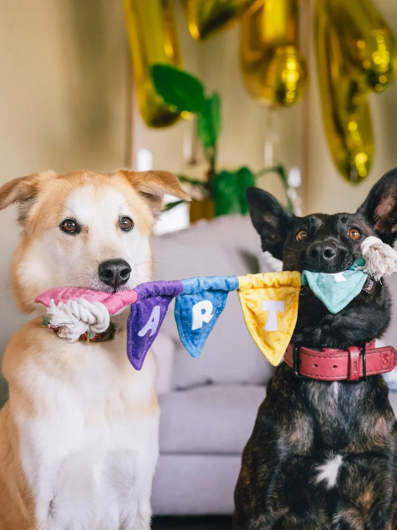 Peluche pour chien - Party Animals 🥳 Banderole d'anniversaire - Pet PLAY