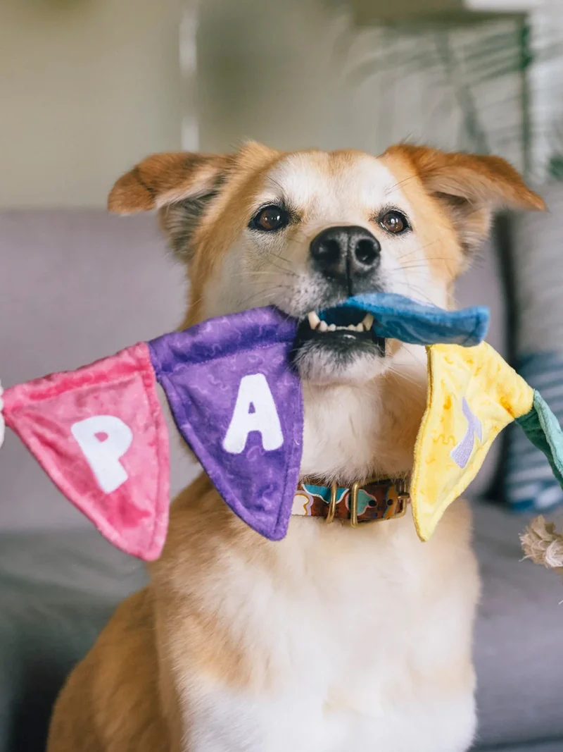 Peluche pour chien - Party Animals 🥳 Banderole d'anniversaire - Pet PLAY