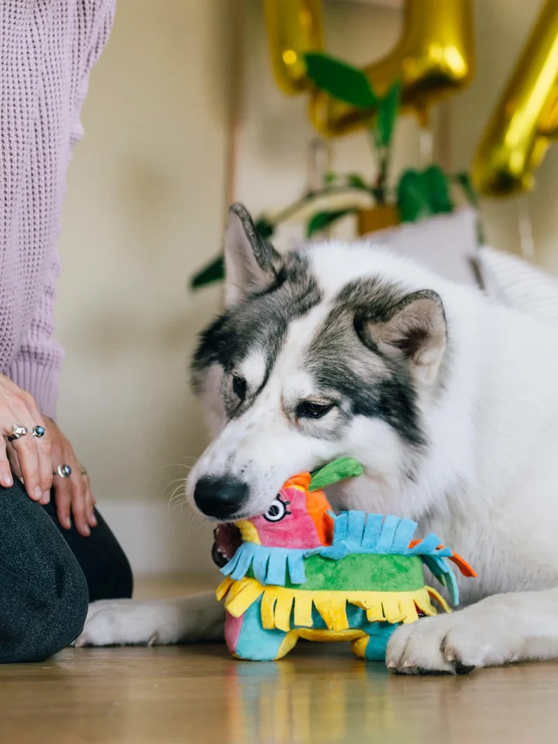 Peluche pour chien - Party Animals 🥳 Pinata - Pet PLAY