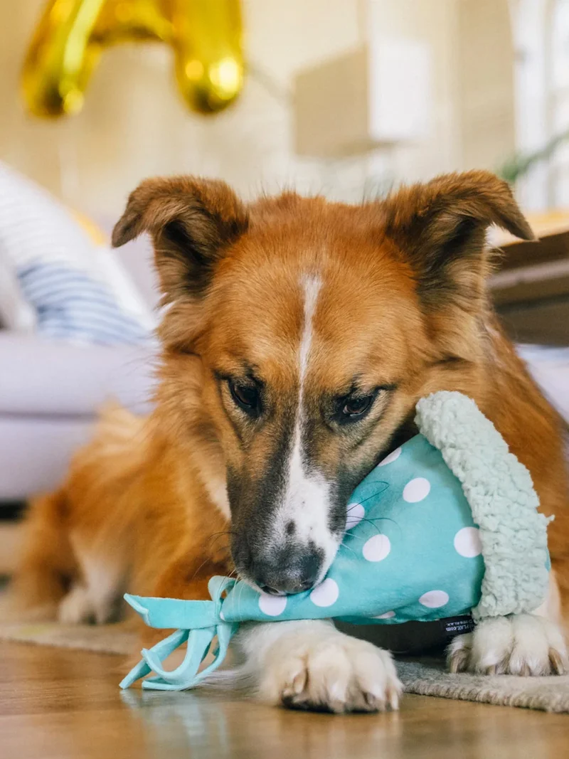 Peluche pour chien - Party Animals 🥳 Chapeau d'anniversaire - Pet PLAY