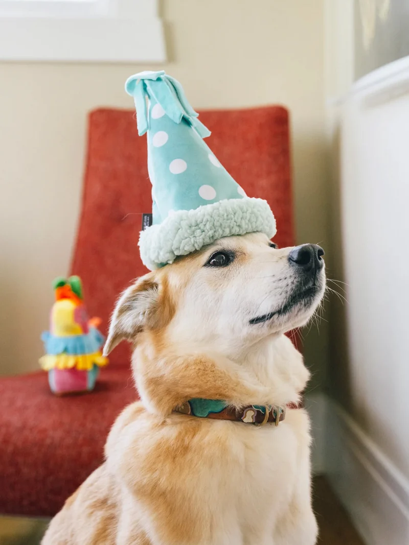 Peluche pour chien - Party Animals 🥳 Chapeau d'anniversaire - Pet PLAY