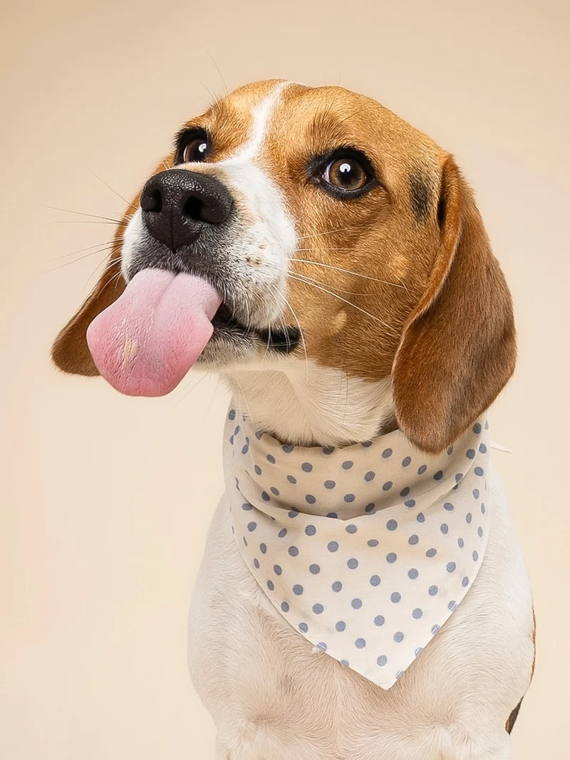 Bandana pour chien - Polka Dot Bleu - The Paws