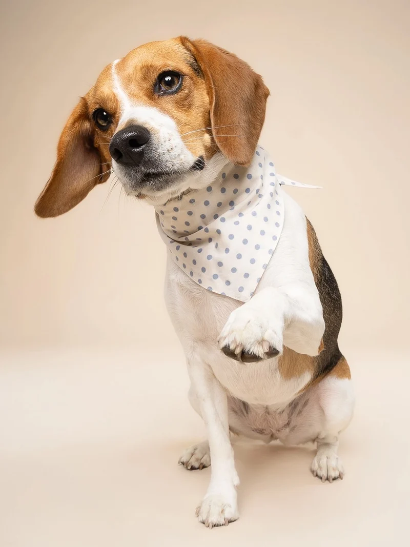 Bandana pour chien - Polka Dot Bleu - The Paws