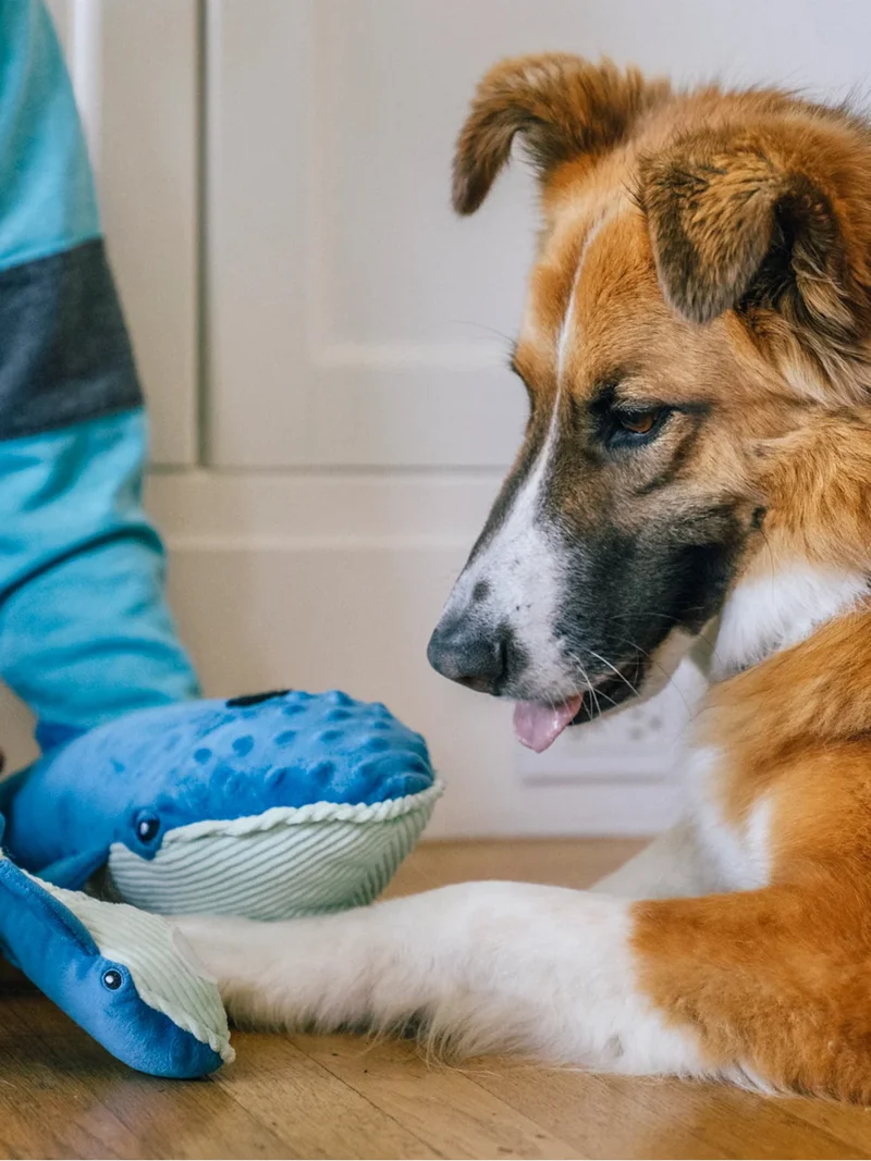 Peluche pour chien - Ocean Buddies Baleine 🐋 - Pet PLAY