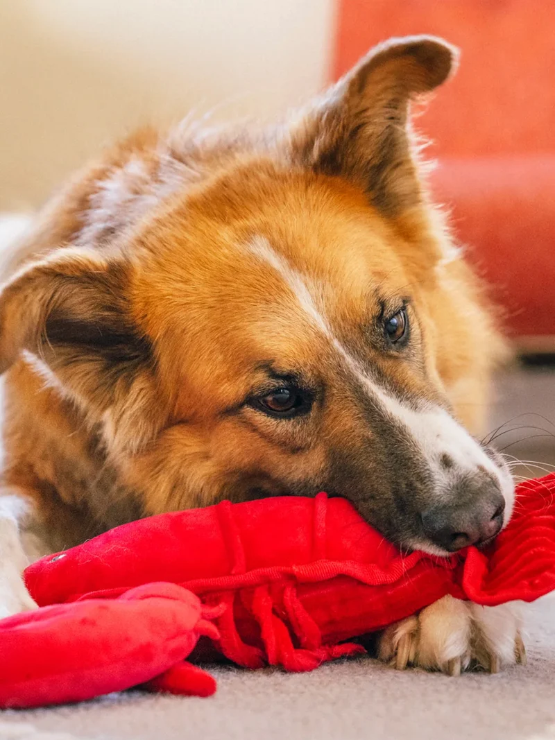 Peluche pour chien - Ocean Buddies Homard 🦞 - Pet PLAY