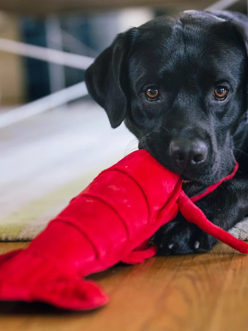 Peluche pour chien - Ocean Buddies Homard 🦞 - Pet PLAY