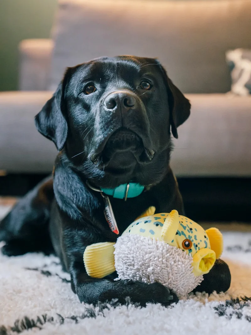 Peluche pour chien - Ocean Buddies Poisson-Globe 🐡 - Pet PLAY