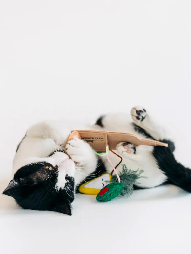 Jouet pour chat - Plateau de charcuterie 🥓 - Pet PLAY