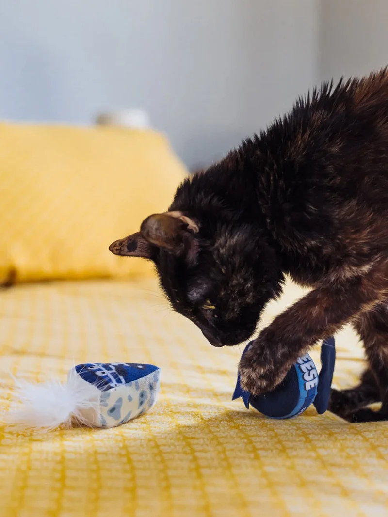 Jouet pour chat - Plateau de fromage 🧀 - Pet PLAY