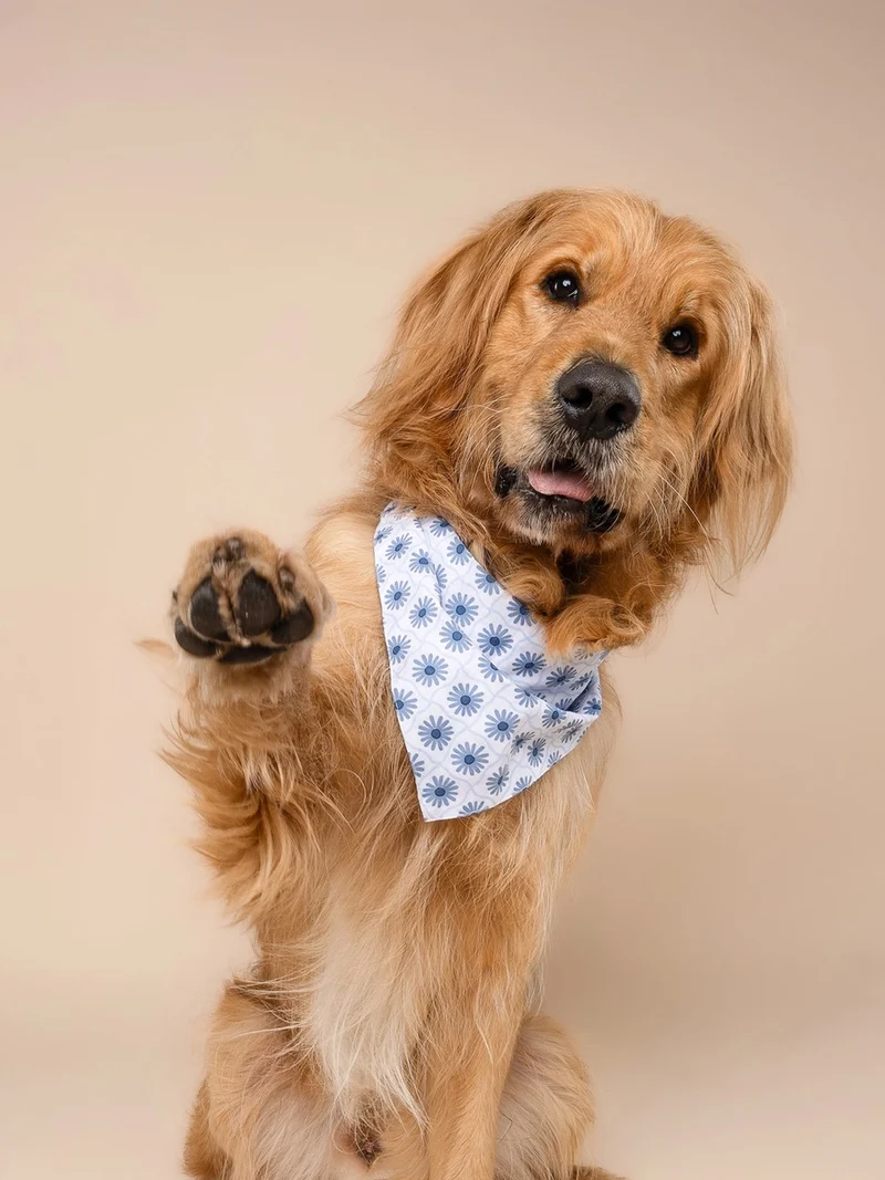 Bandana pour chien - Alfie - The Paws