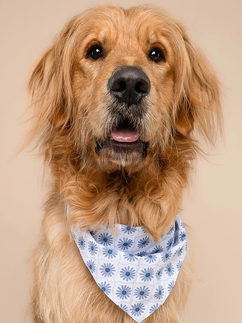 Bandana pour chien - Alfie - The Paws