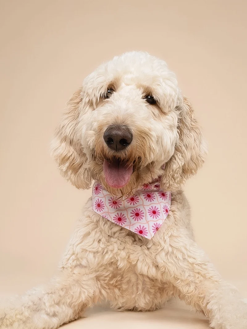 Bandana pour chien - Poppy - The Paws