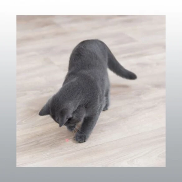 Pointeur laser moving light pour chat