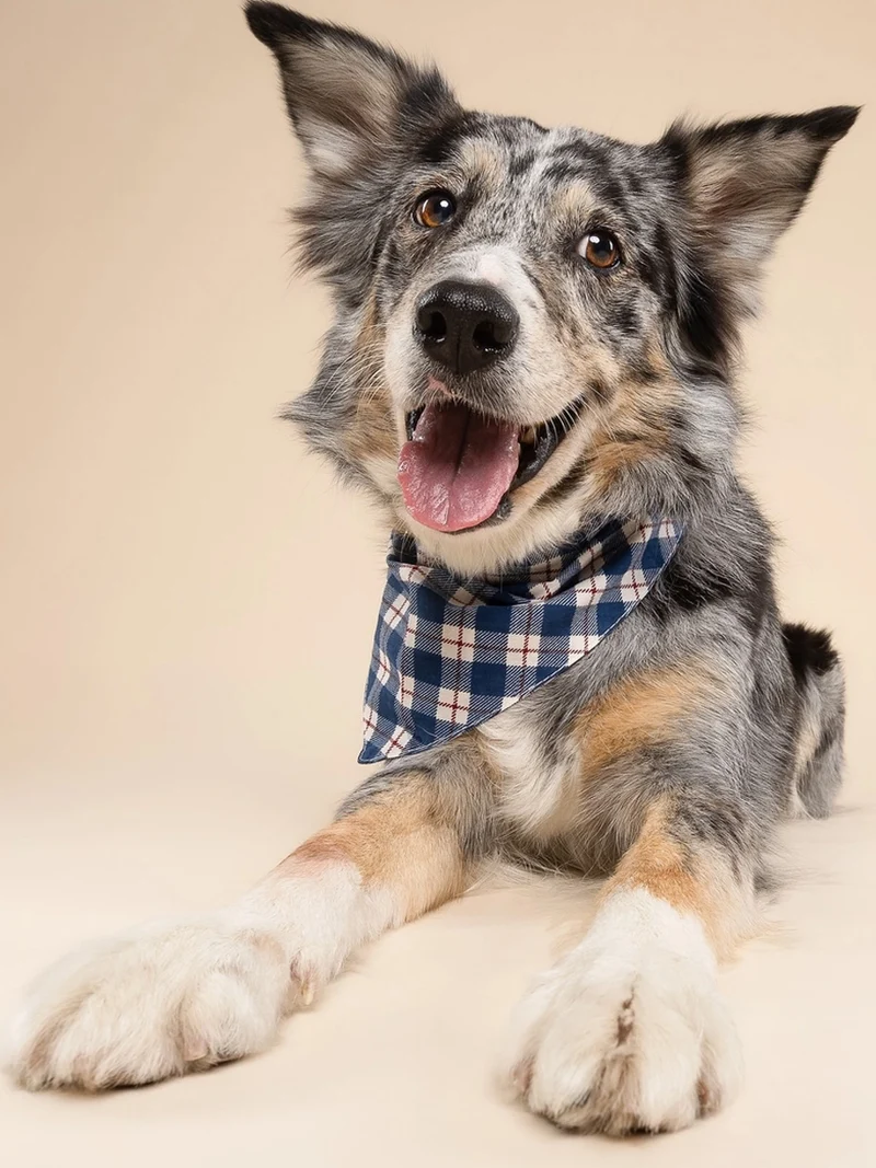 Bandana pour chien - Winter - The Paws
