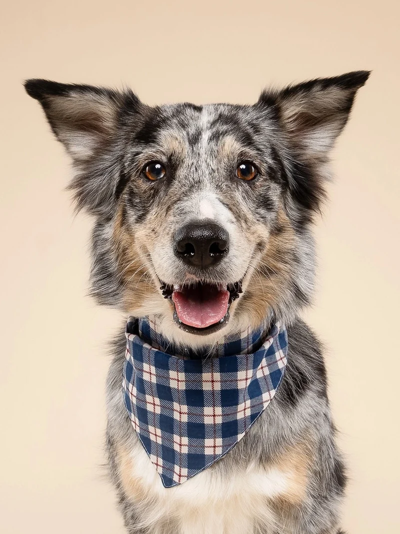 Bandana pour chien - Winter - The Paws