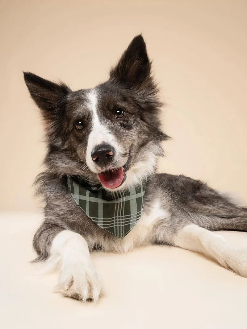 Bandana pour chien - Pine Winter - The Paws
