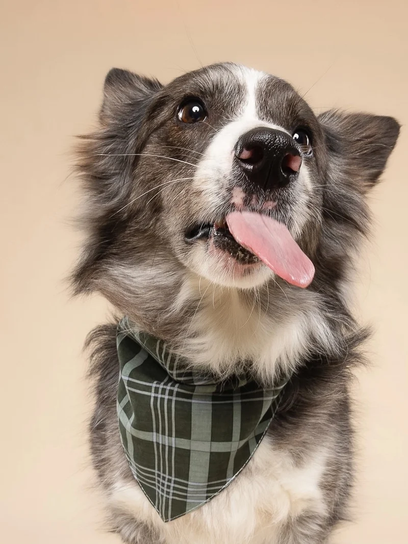 Bandana pour chien - Pine Winter - The Paws