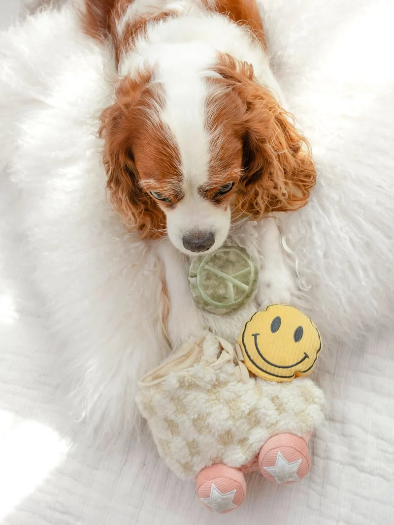 Jeu d'occupation pour chien - Roller Skate 🛼 - Lambwolf Collective