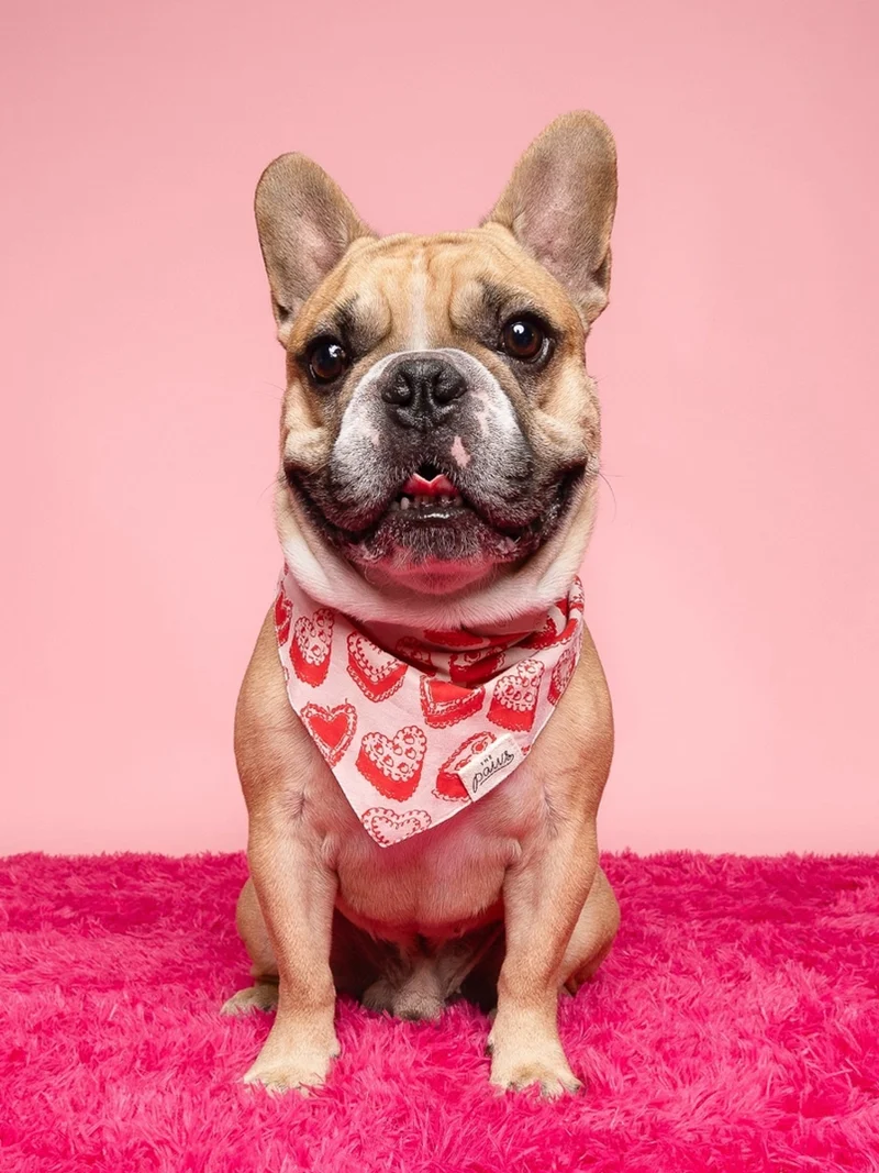 Bandana pour chien - Kate - The Paws