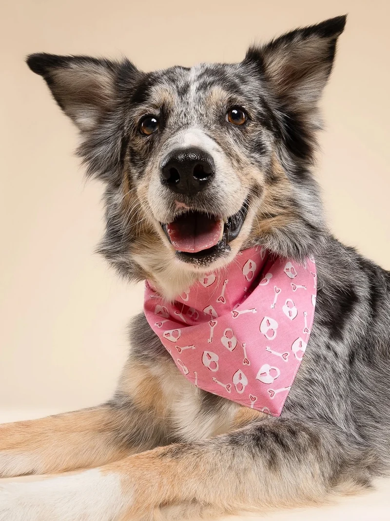 Bandana pour chien - Lock Lock - The Paws