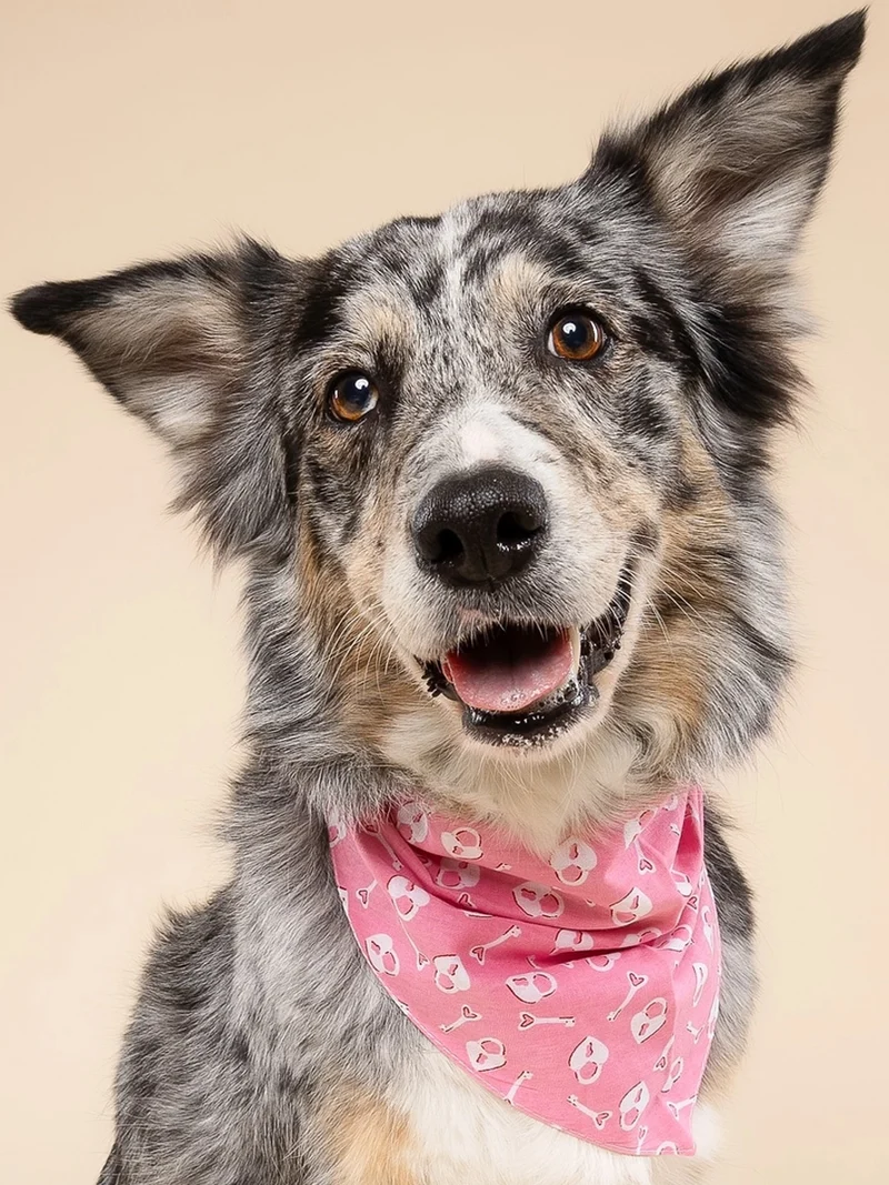 Bandana pour chien - Lock Lock - The Paws