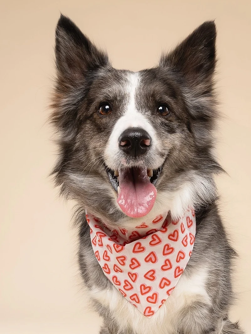Bandana pour chien - Lover - The Paws