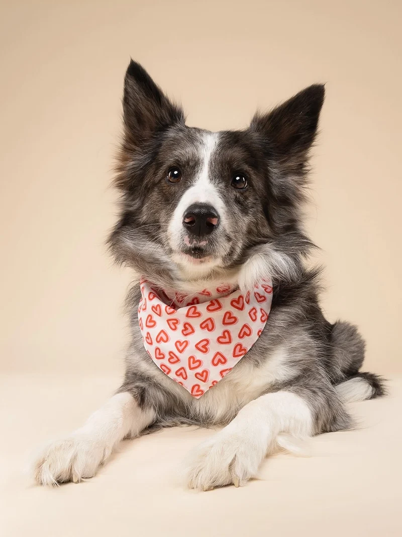 Bandana pour chien - Lover - The Paws