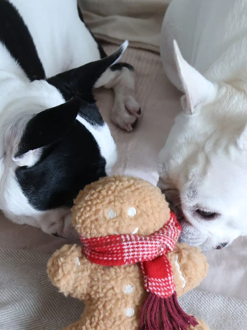 Jouet en peluche pour chien - Pain Epice 🎁 - Lambwolf Collective
