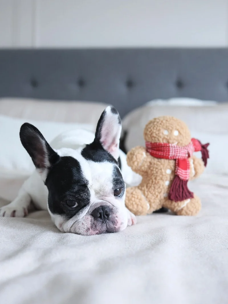 Jouet en peluche pour chien - Pain Epice 🎁 - Lambwolf Collective