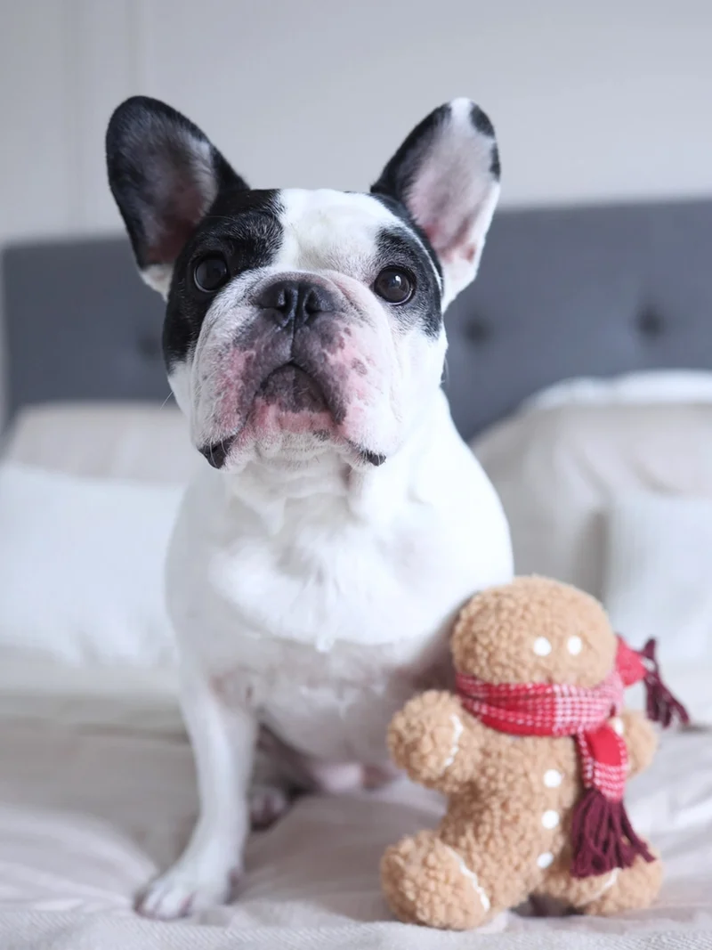 Jouet en peluche pour chien - Pain Epice 🎁 - Lambwolf Collective