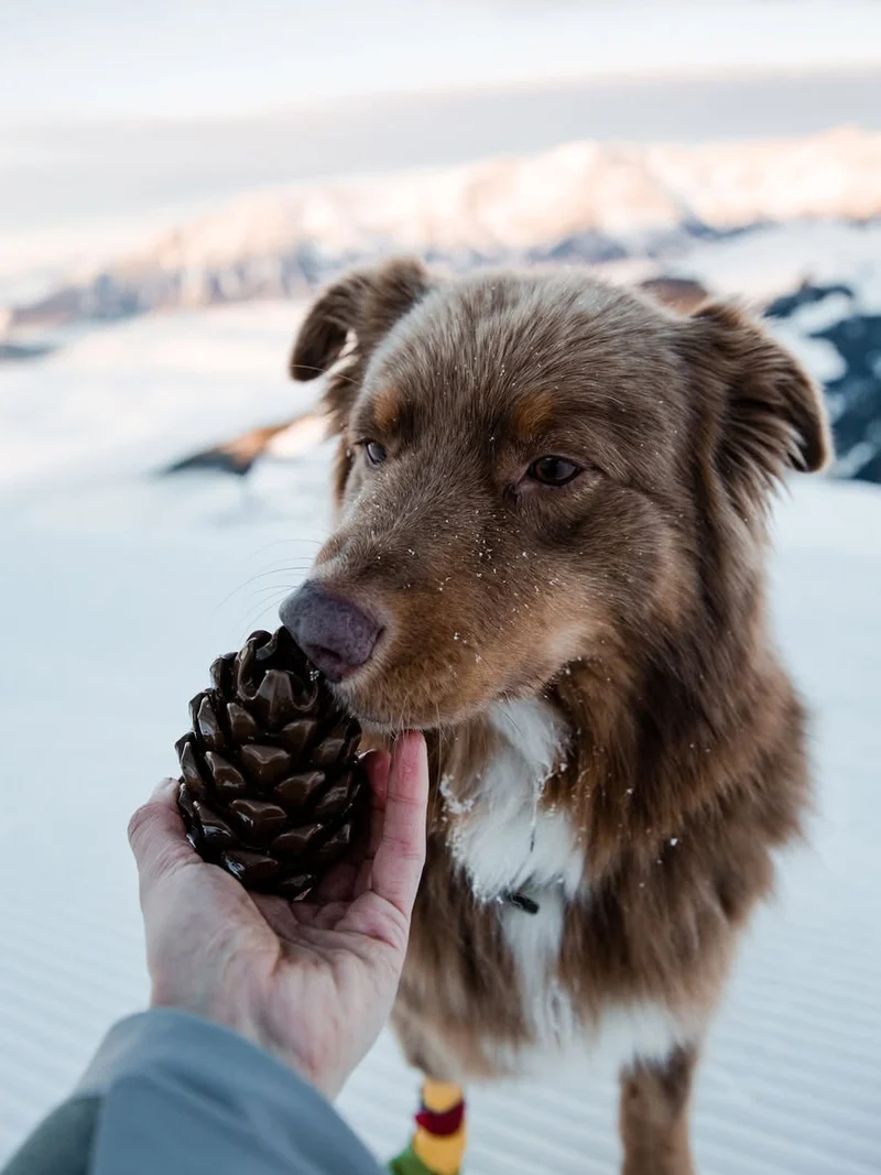 Jouet occupation pour chien - Pomme de Pin - Loblola