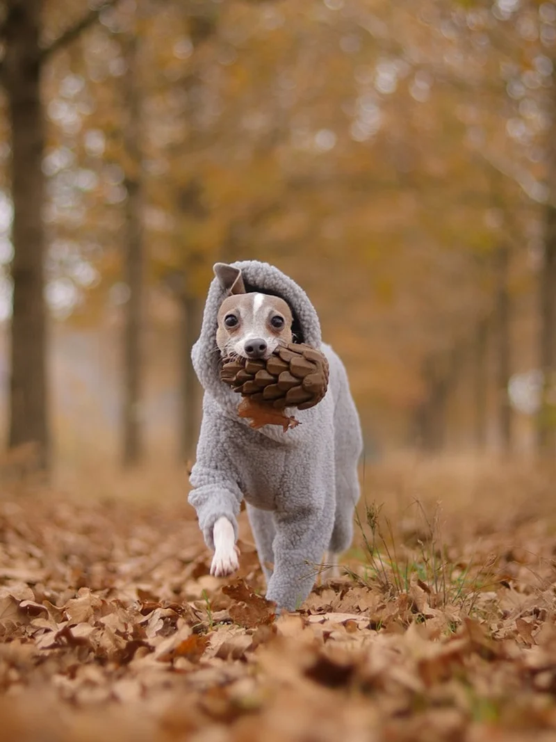Jouet occupation pour chien - Pomme de Pin - Loblola